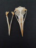 Razorbill skull (Alca torda)