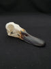 Mallard duck skull (Anas platyrhynchos)