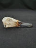 Mallard duck skull (Anas platyrhynchos)