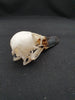 Mallard duck skull (Anas platyrhynchos)