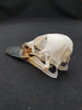 Mallard duck skull (Anas platyrhynchos)