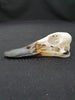 Mallard duck skull (Anas platyrhynchos)
