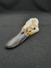 Mallard duck skull (Anas platyrhynchos)