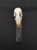 Mallard duck skull (Anas platyrhynchos)