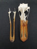 Mallard duck skull (Anas platyrhynchos)