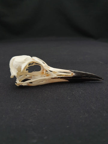 Common Guillemot / Common Murre skull (Uria aalge)