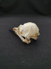 Common Guillemot / Common Murre skull (Uria aalge)