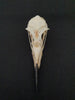 Common Guillemot / Common Murre skull (Uria aalge)
