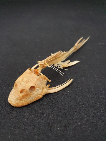 Catfish Plecostomus / Ancistrus real skeleton