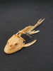 Catfish skeleton for sale