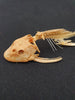 Catfish skeleton for sale