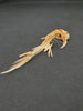 Catfish skeleton for sale