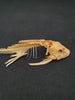 Catfish skeleton for sale