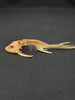 Catfish skeleton for sale