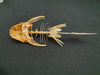 Catfish skeleton for sale