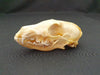 Red Fox skull (Vulpes vulpes)