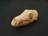 Red Fox skull (Vulpes vulpes)