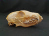 Red Fox skull (Vulpes vulpes)