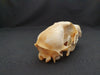 Red Fox skull (Vulpes vulpes)