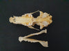 Red Fox skull (Vulpes vulpes)