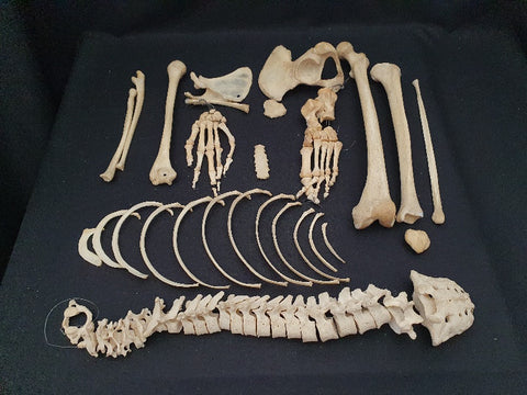 Real human medical half skeleton without skull, good condition.