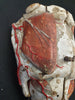 anatomical medical model for sale