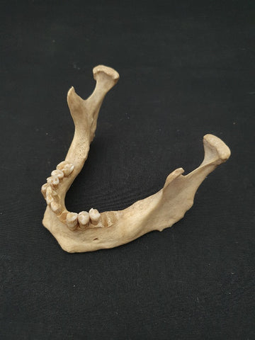 Antique real human jawbone, mandible medical specimen.