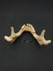 real human jawbone for sale