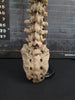 real human vertebral column / spine for sale