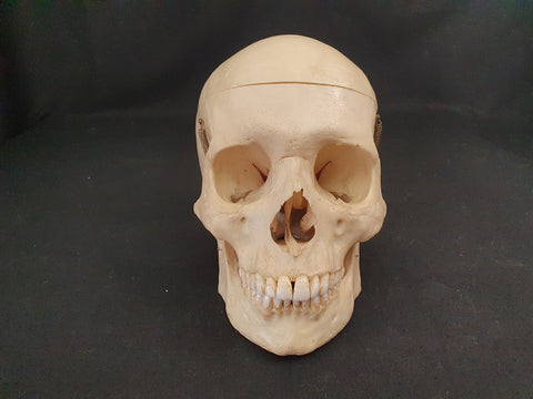 Real human skull dental specimen perfect condition.