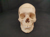 Real human skull for sale