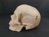 Real human skull for sale