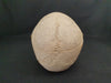 Real human skull for sale
