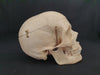 Real human skull for sale