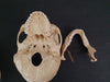 Real human skull for sale