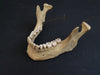 real human jawbone for sale