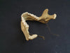 real human jawbone for sale