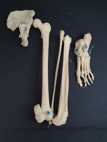 Adam Rouilly real human articulated pelvis, leg and foot bones, medical specimen.
