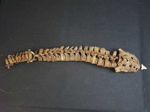 Antique, medically prepared vertebral column / spine, sacrum and coccyx