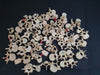 real human vertebrae for sale