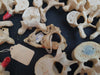 real human vertebrae for sale