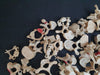 real human vertebrae for sale