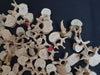 real human vertebrae for sale