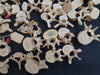 real human vertebrae for sale