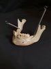 Real human jawbone for sale