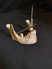 Real human jawbone for sale