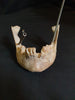 Real human jawbone for sale