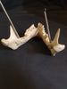 Real human jawbone for sale