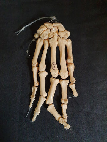 Real human hand bones, medical specimen.