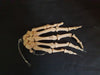Real human hand bones for sale